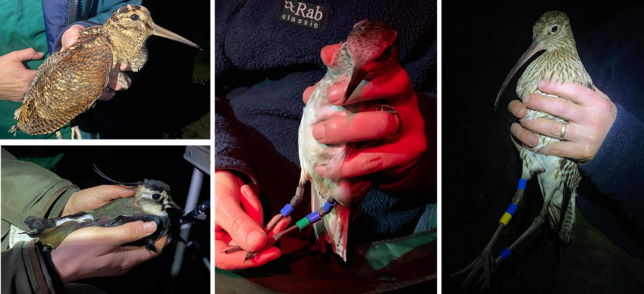 Birds ringed at Exminster Marshes 1 Feb 2020