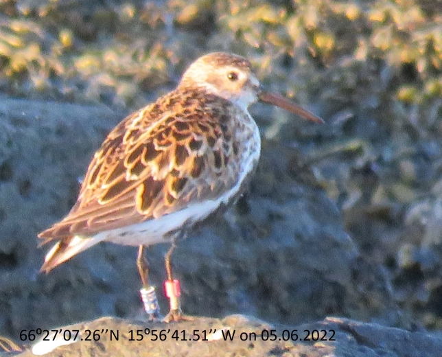 Calidris alpina 05.06.2022