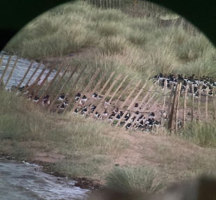 Dawlish Warren 2022 10 28 2