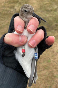 Figure 5: The Swedish ringed Dunlin before release.