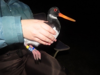 Dawlish Warren Ringing 2021 09 25A