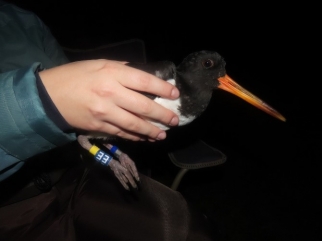 Dawlish Warren Ringing 2021 09 25B