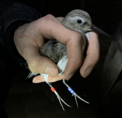 Dunlin 20191116 Dawlish Warren DCWRG