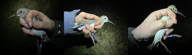 Three Dunlin colour-ringed at Exminster Marshes © R Phillips