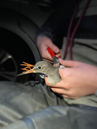 Exminster Marshes 2021 12 05 3