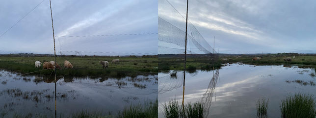 Cattle being kept away from set mist-nets at  Exminster Marshes as the sun sets © R Phillips 