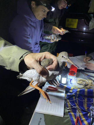 A selection of Redshank being processed © R Phillips