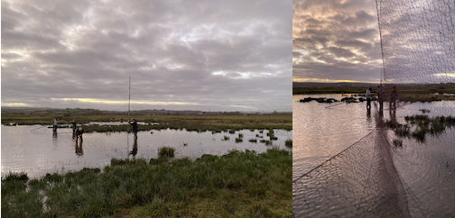 Exminster Marshes 2023 12 15 2 RP