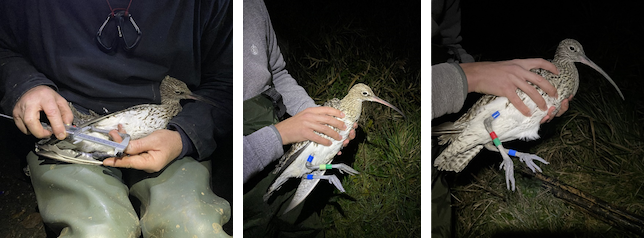Exminster Marshes 2023 12 15 Curlew RP