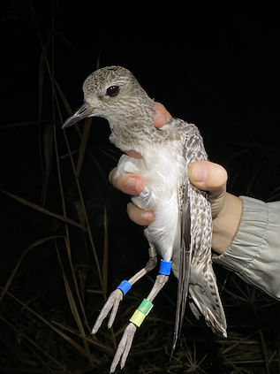 Exminster Marshes 2023 12 15 4 RP