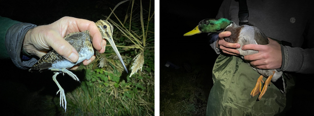 Exminster Marshes 2023 12 15 6 RP