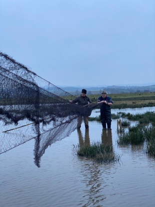 Setting mist-nets Exminster Marshes © R Phillips