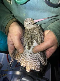 Exminster Marshes Bar tailed Godwit 2020 02 27