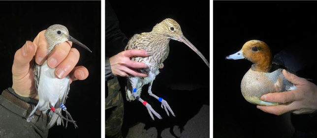 Exminster Marshes Birds 2020 02 27