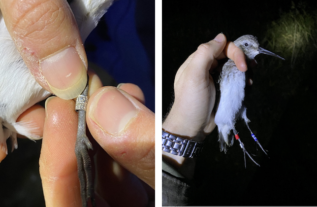 German-ringed Dunlin © R Phillips