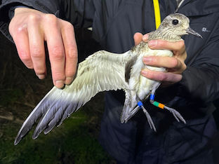 Colour-ringed Grey Plover © AJ Bellamy
