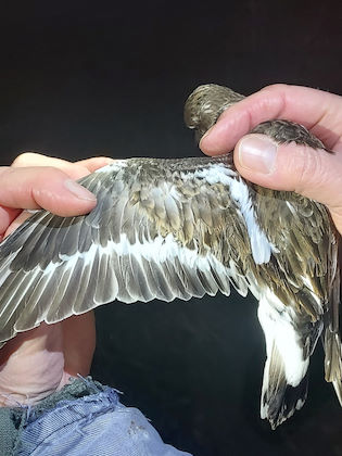 Turnstone © P Perrins
