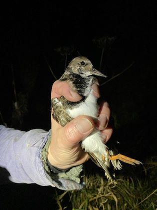 Turnstone © R Phillips