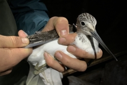 Greenshank 20191116 Dawlish Warren DCWRG
