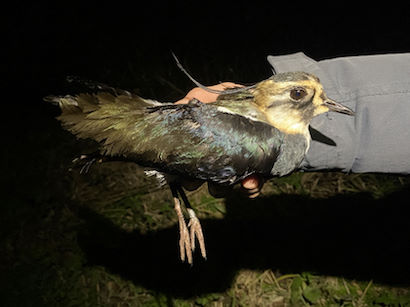 Adult male Lapwing © R Phillips