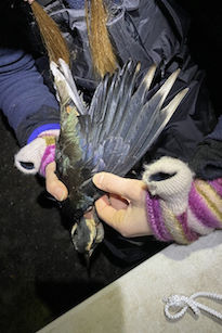 Examining a Lapwing during ringing © R Phillips