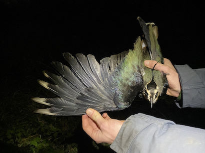 Lapwing © R Phillips