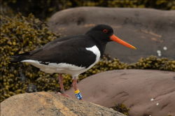Oystercatcher M5 Norway 2020 06 06