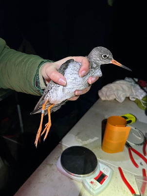 Redshank © N Walker