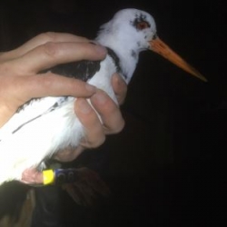 Leucistic Oystercatcher