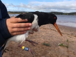 oystercatcher AC 28 09 2019